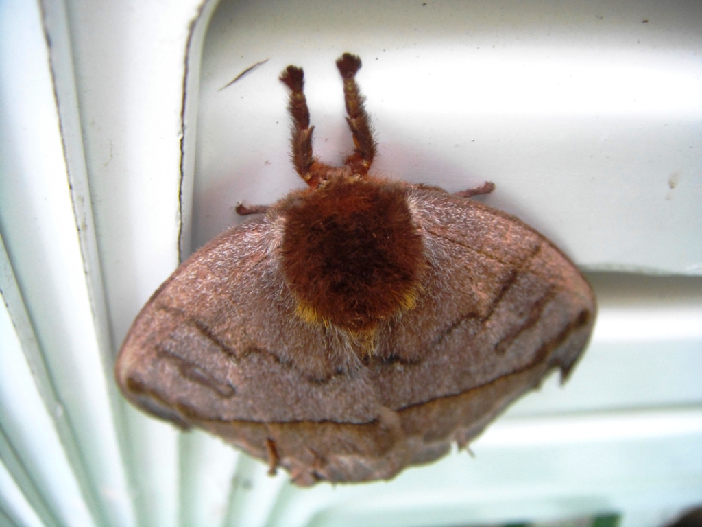 Foto: otra mariposa - Tapachula (Chiapas), México