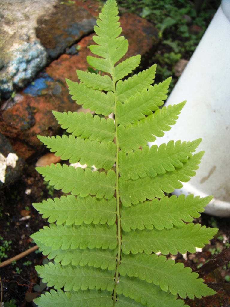 Foto: Hoja de helecho - Tapachula (Chiapas), México