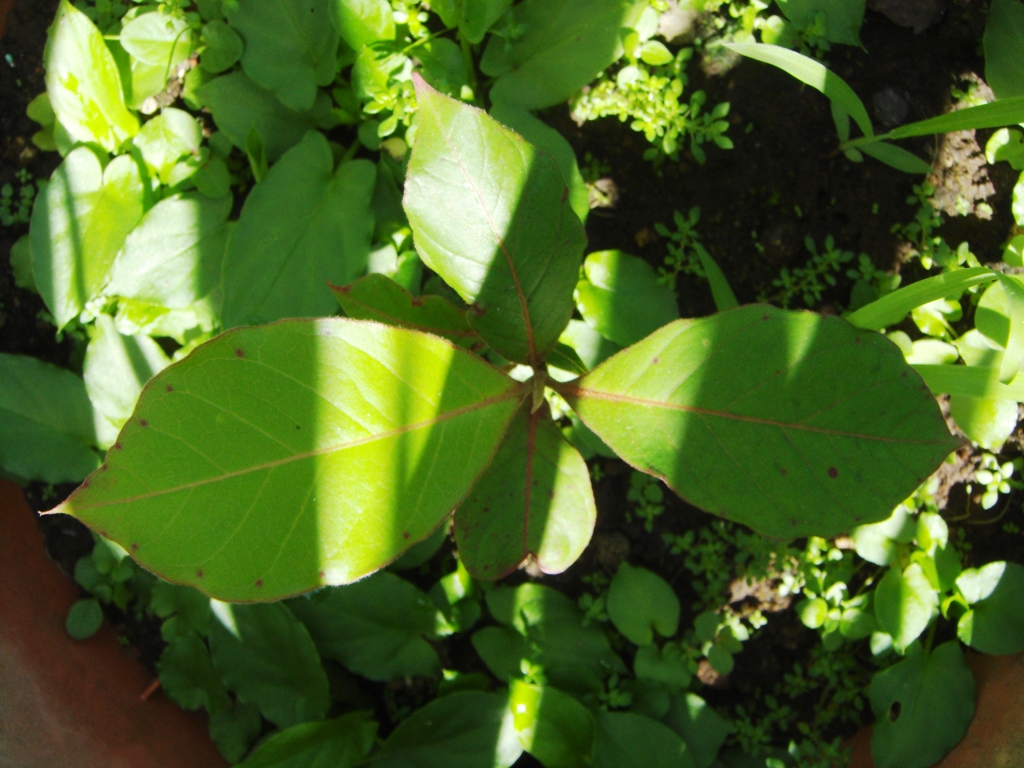 Foto: Arbol de almendra pequeño - Tapachula (Chiapas), México
