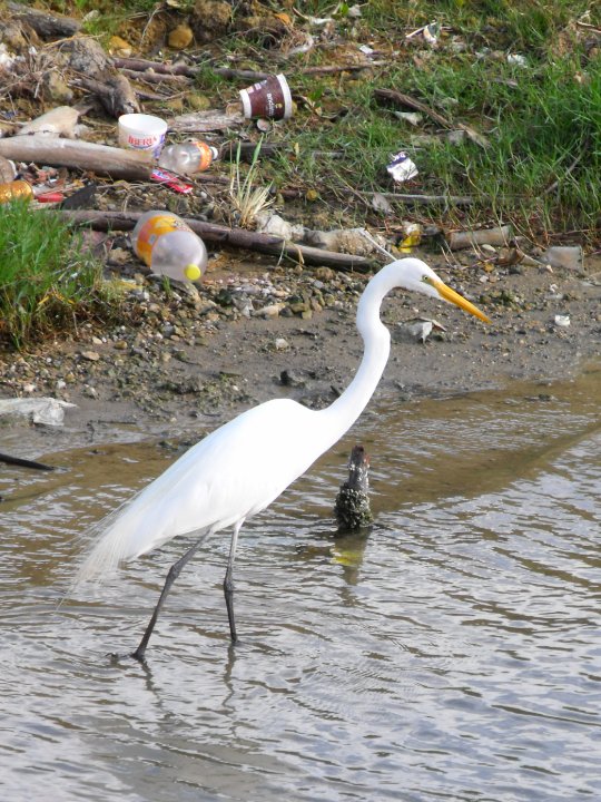 Foto: Ave En L Drenaje - Tampico, México