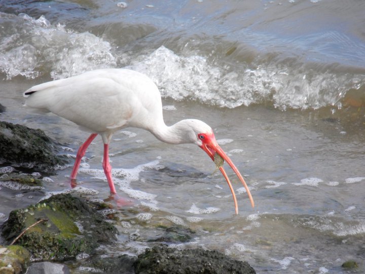 Foto: Comiendo - Tampico, México