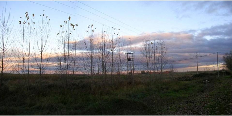 Foto: TARDE DE OTOÑO - Zuares Del Páramo (León), España