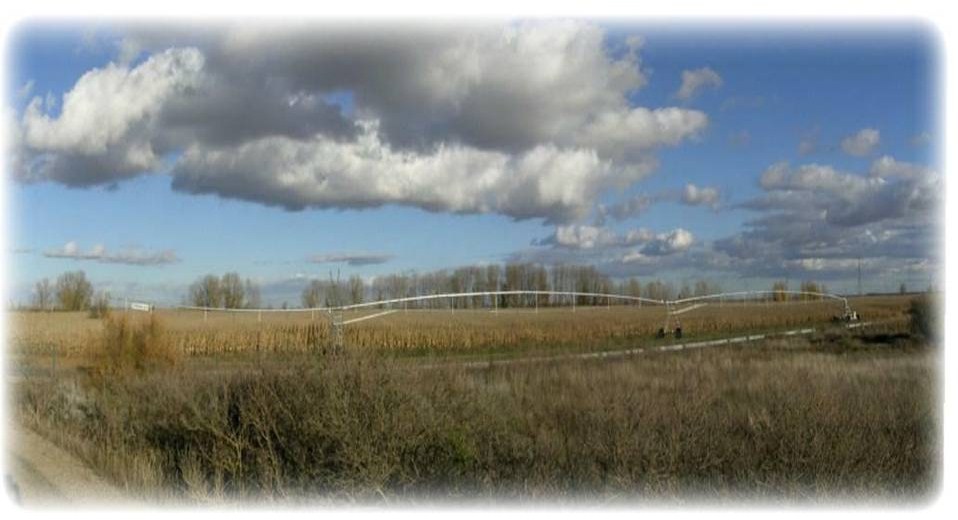 Foto: CAMPO DE MAIZ - Zuares Del Páramo (León), España