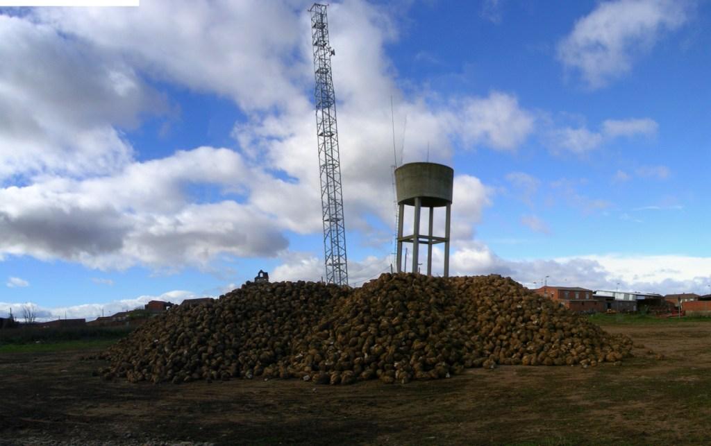 Foto: SOBRE LA REMOLACHA - Zuares Del Páramo (León), España
