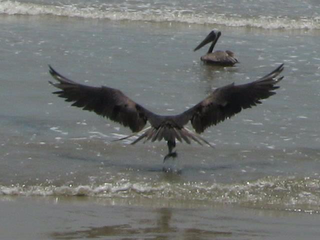 Foto: Naturaleza - Boca de Aroa (Falcón), Venezuela