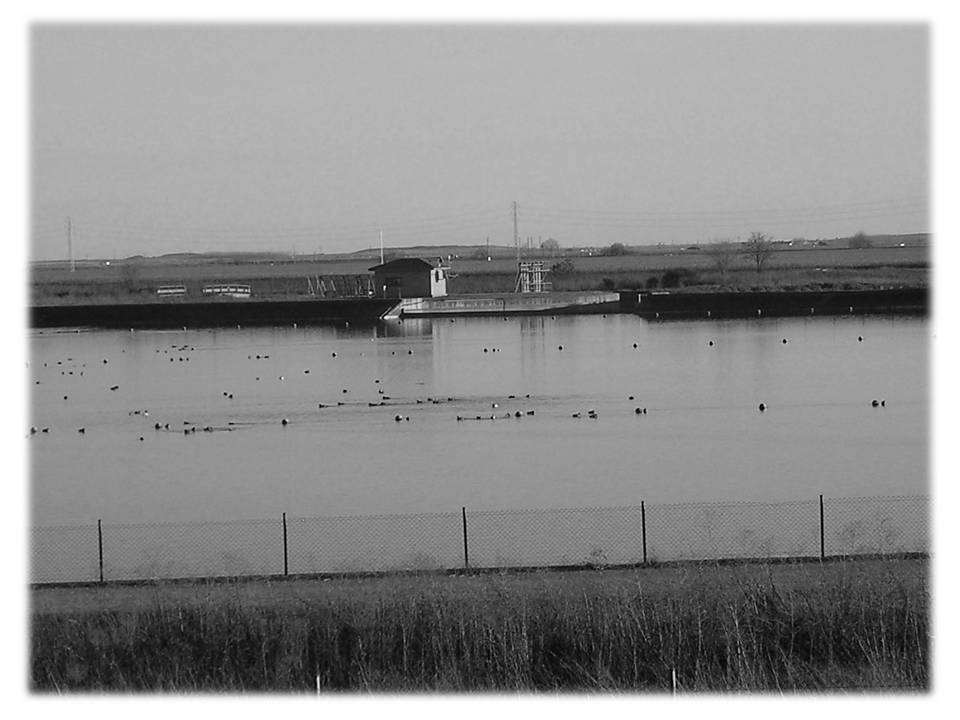 Foto: La Fauna Del Embalse - Zuares Del Paramo (León), España