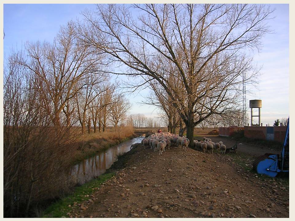 Foto: Recogiendo El Ganado - Zuares Del Paramo (León), España