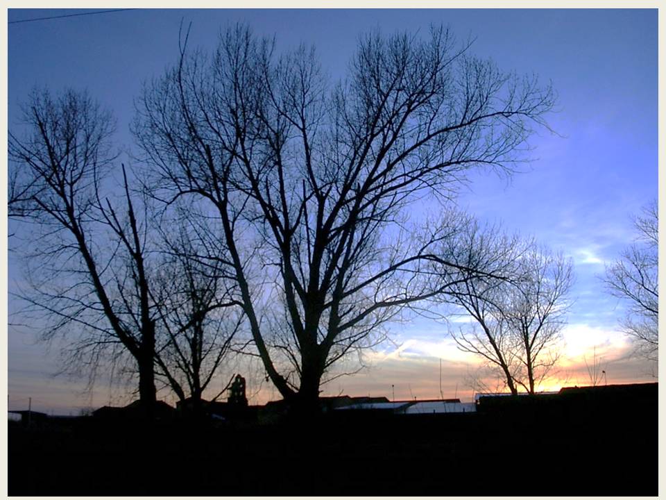 Foto: Entre Los Arboles - Zuares Del Paramo (León), España