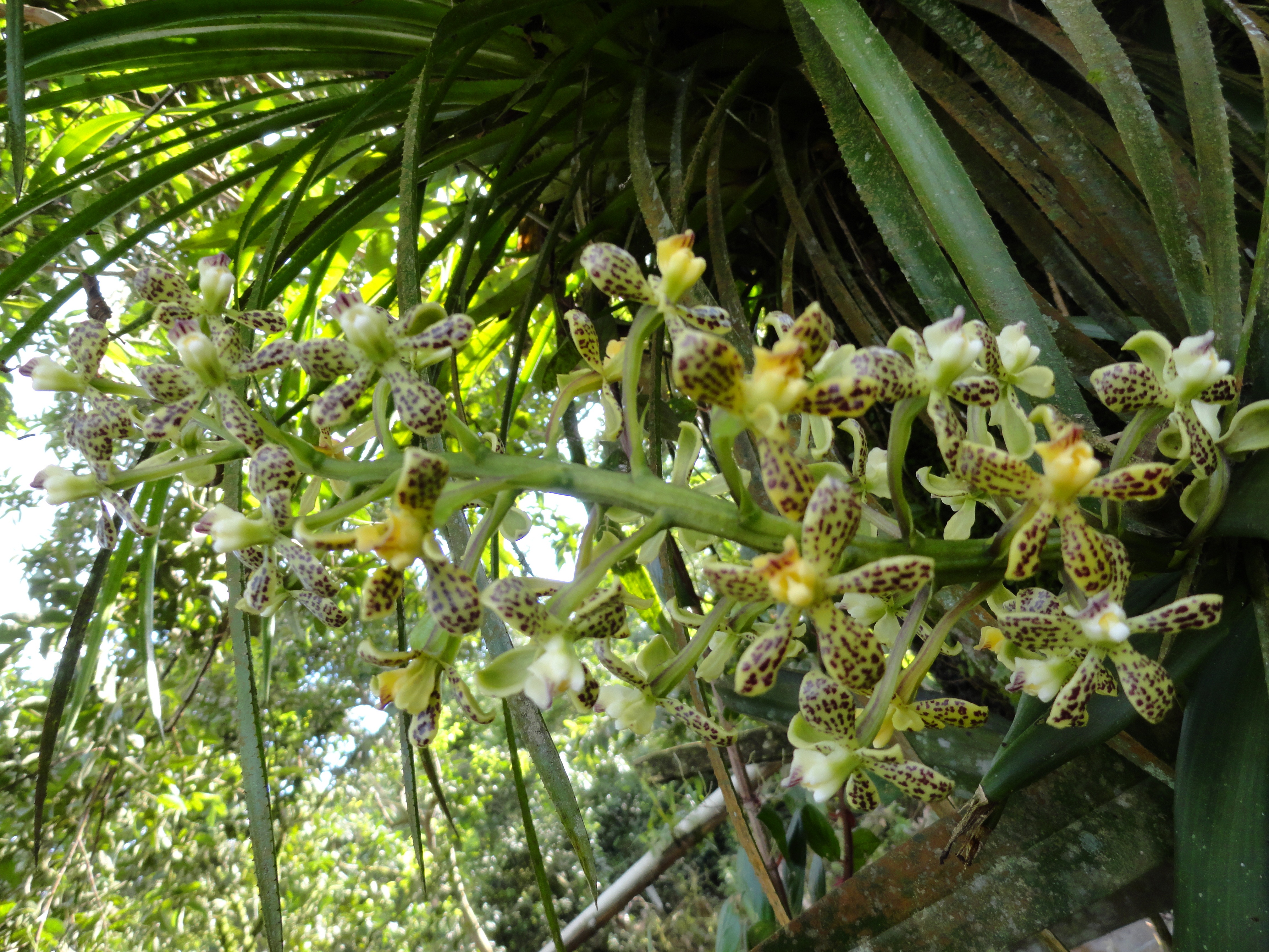 Foto: Orquídea - Shell (Pastaza), Ecuador