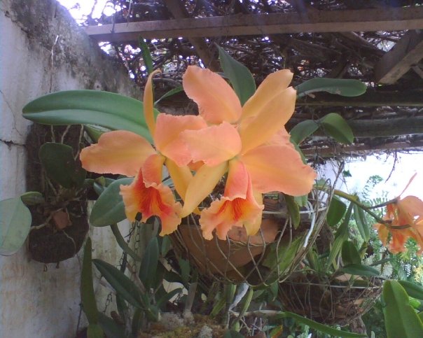Foto: ORQUIDEAS  FAMILIA GODOY - Carache (Trujillo), Venezuela