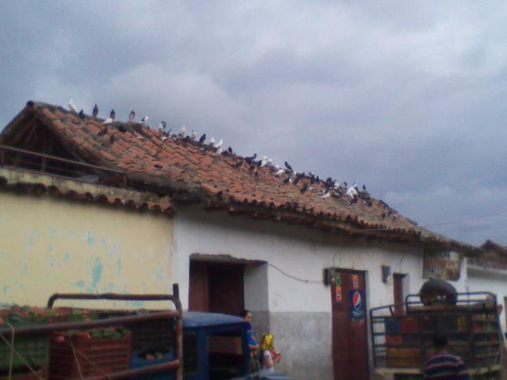 Foto: PALOMAS DE LA AV COMERCIO - Carache (Trujillo), Venezuela