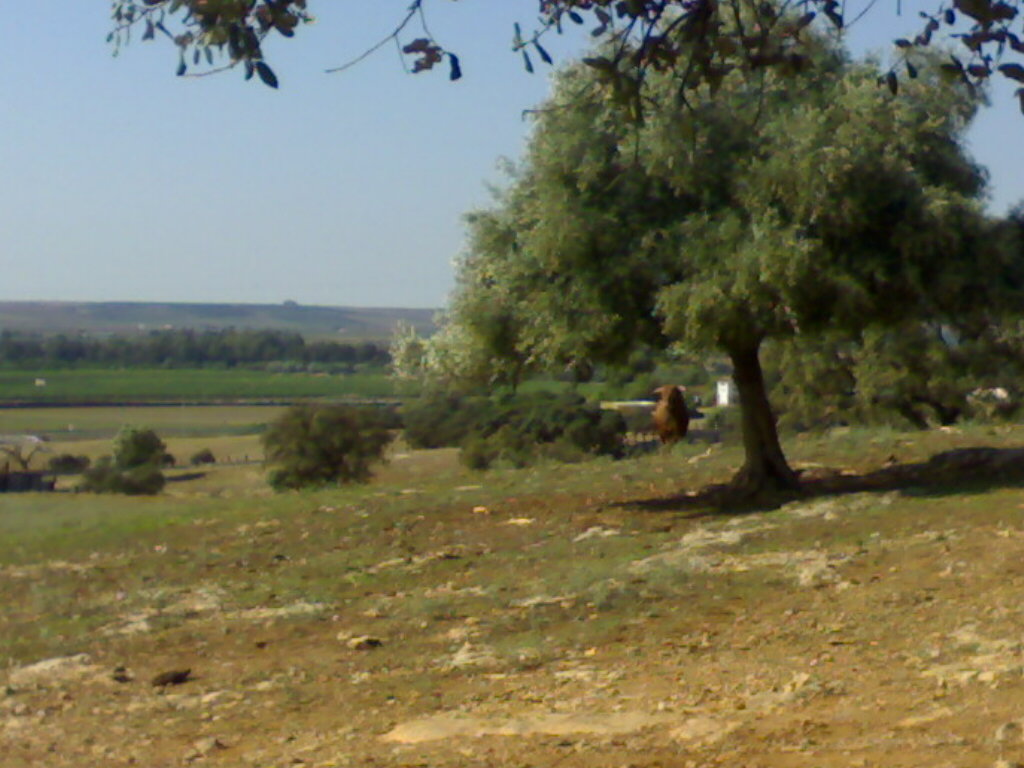 Foto de Palma Del Rio (Córdoba), España