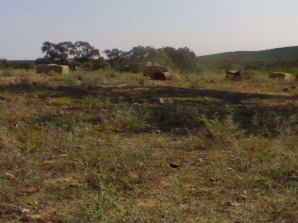 Foto de Palma Del Rio (Córdoba), España