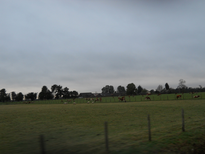 Foto: Fresia - Fresia (Los Lagos), Chile