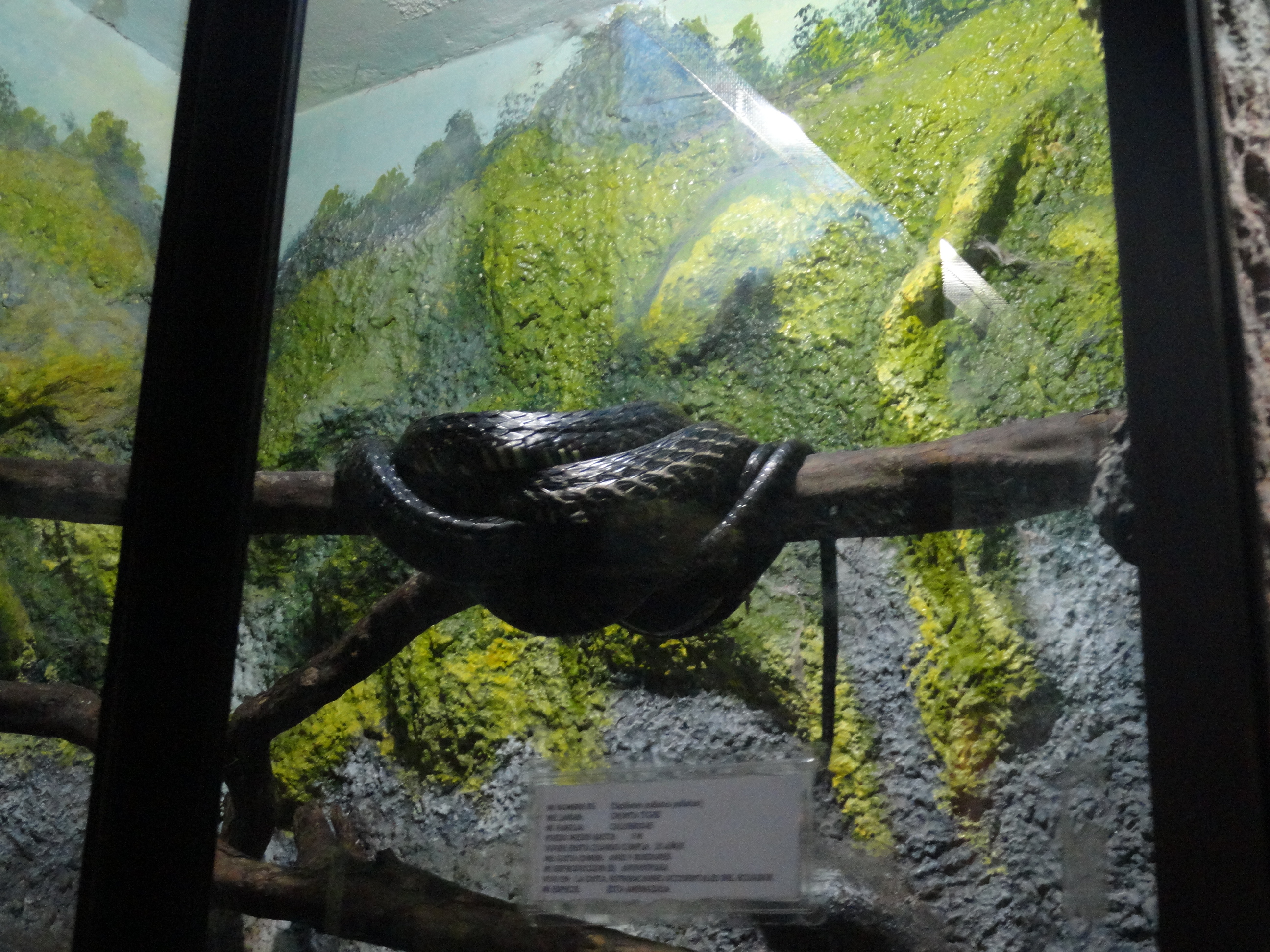 Foto: Chonta serpiente - Baños (Tungurahua), Ecuador