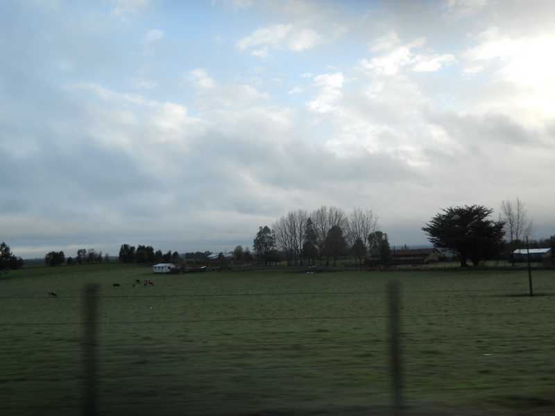 Foto: fresia - fresia (Los Lagos), Chile