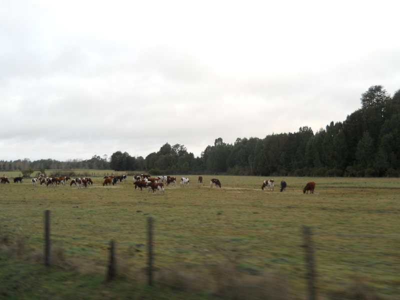 Foto: Fresia - Fresia (Los Lagos), Chile