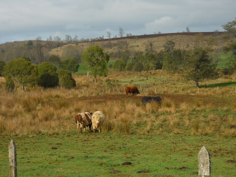 Foto: Fresia - Fresia (Los Lagos), Chile