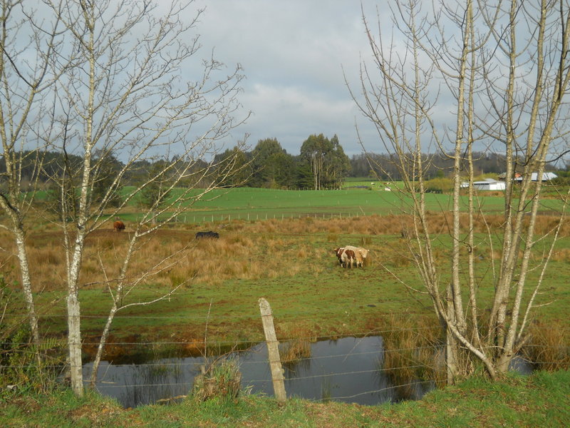 Foto: Fresia - Fresia (Los Lagos), Chile