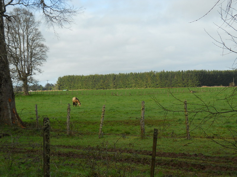 Foto: Fresia - Fresia (Los Lagos), Chile
