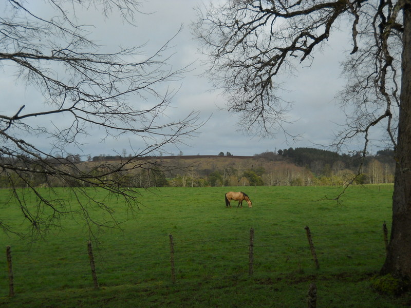 Foto: Fresia - Fresia (Los Lagos), Chile