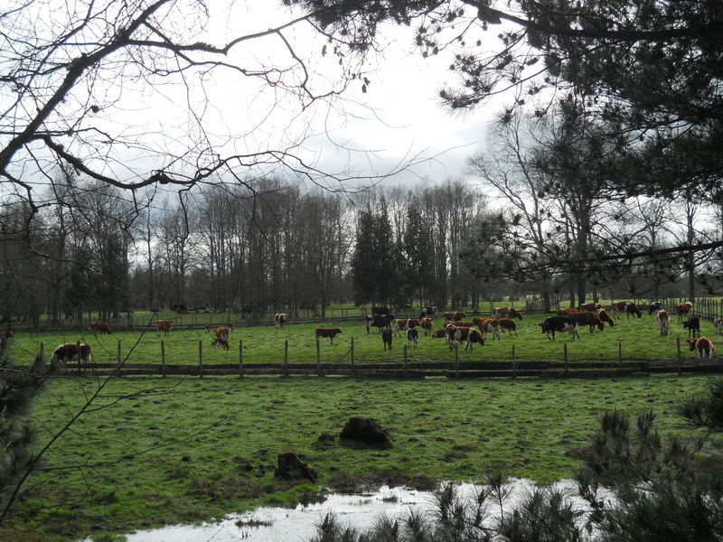 Foto: Fresia - Fresia (Los Lagos), Chile