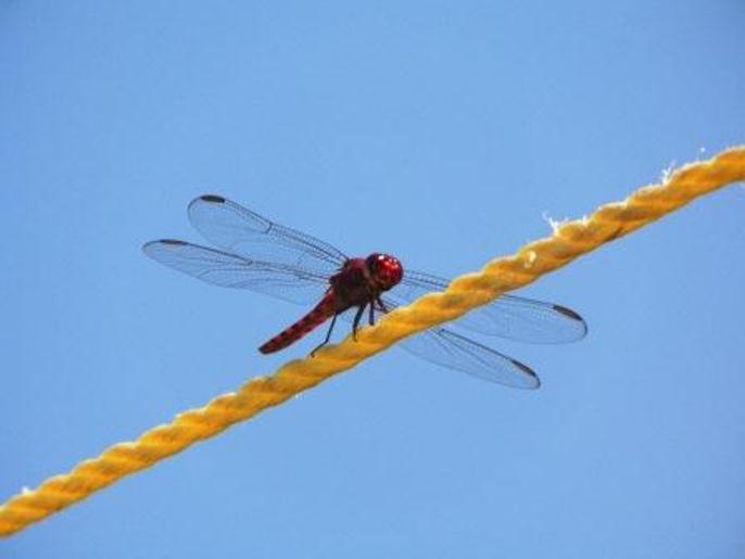 Foto: Cuerda Floja - Higuerote (Miranda), Venezuela