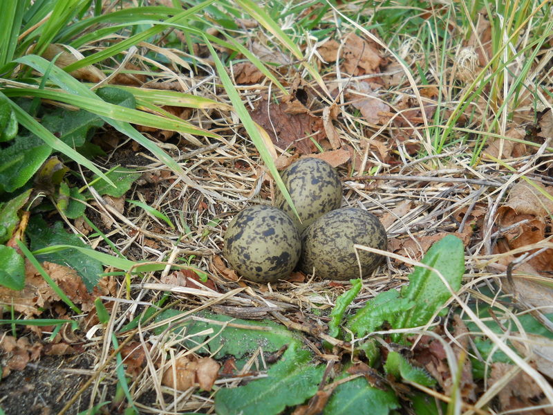 Foto: Llanquihue - Llanquihue (Los Lagos), Chile