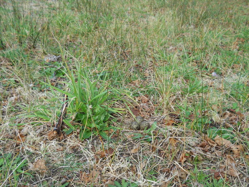 Foto: Llanquihue - Llanquihue (Los Lagos), Chile