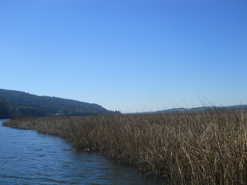 Foto: Valdivia - Valdivia (Región de Los Ríos), Chile
