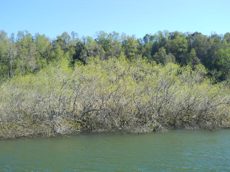 Foto: Valdivia - Valdivia (Región de Los Ríos), Chile