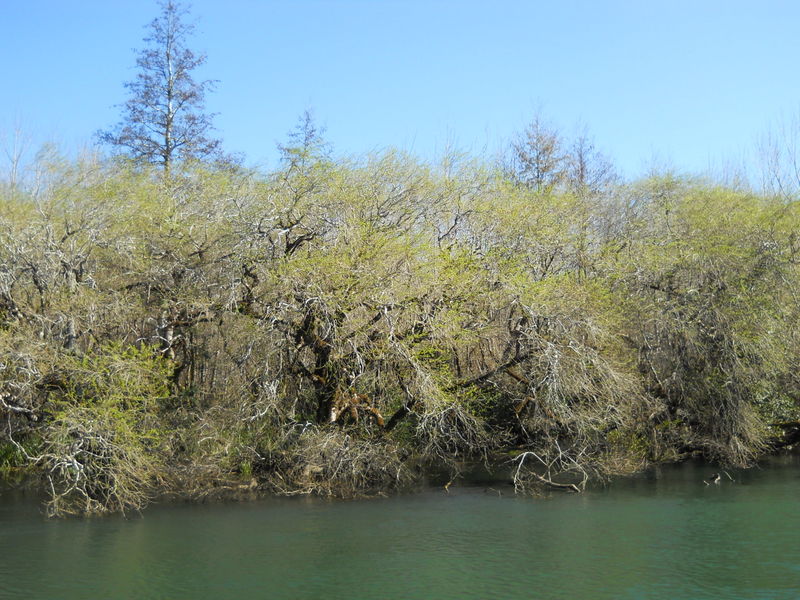 Foto: Valdivia - Valdivia (Región de Los Ríos), Chile