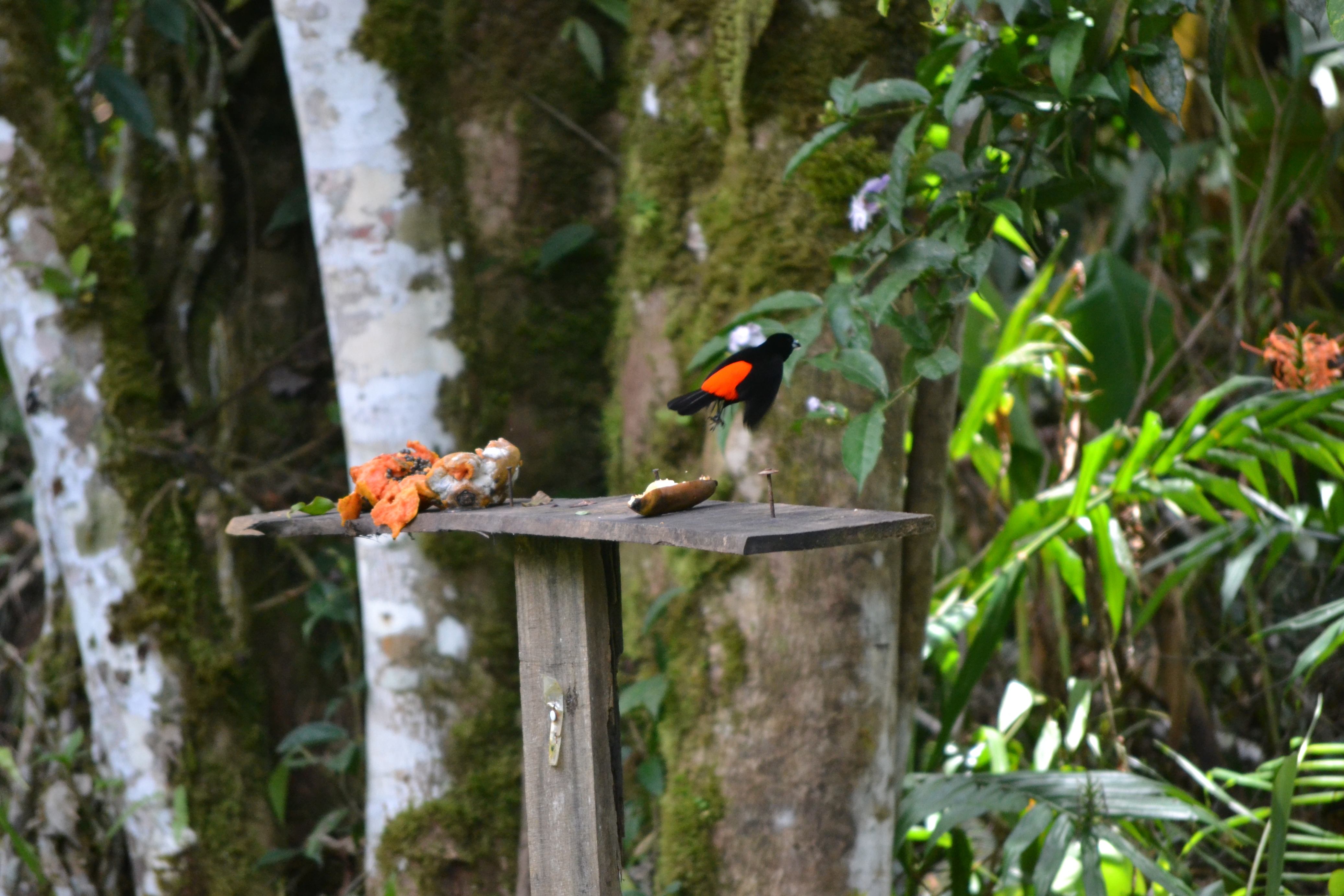 Foto: Pajaro Sargento - Las Quebradas de Perez Zeledón (San José), Costa Rica