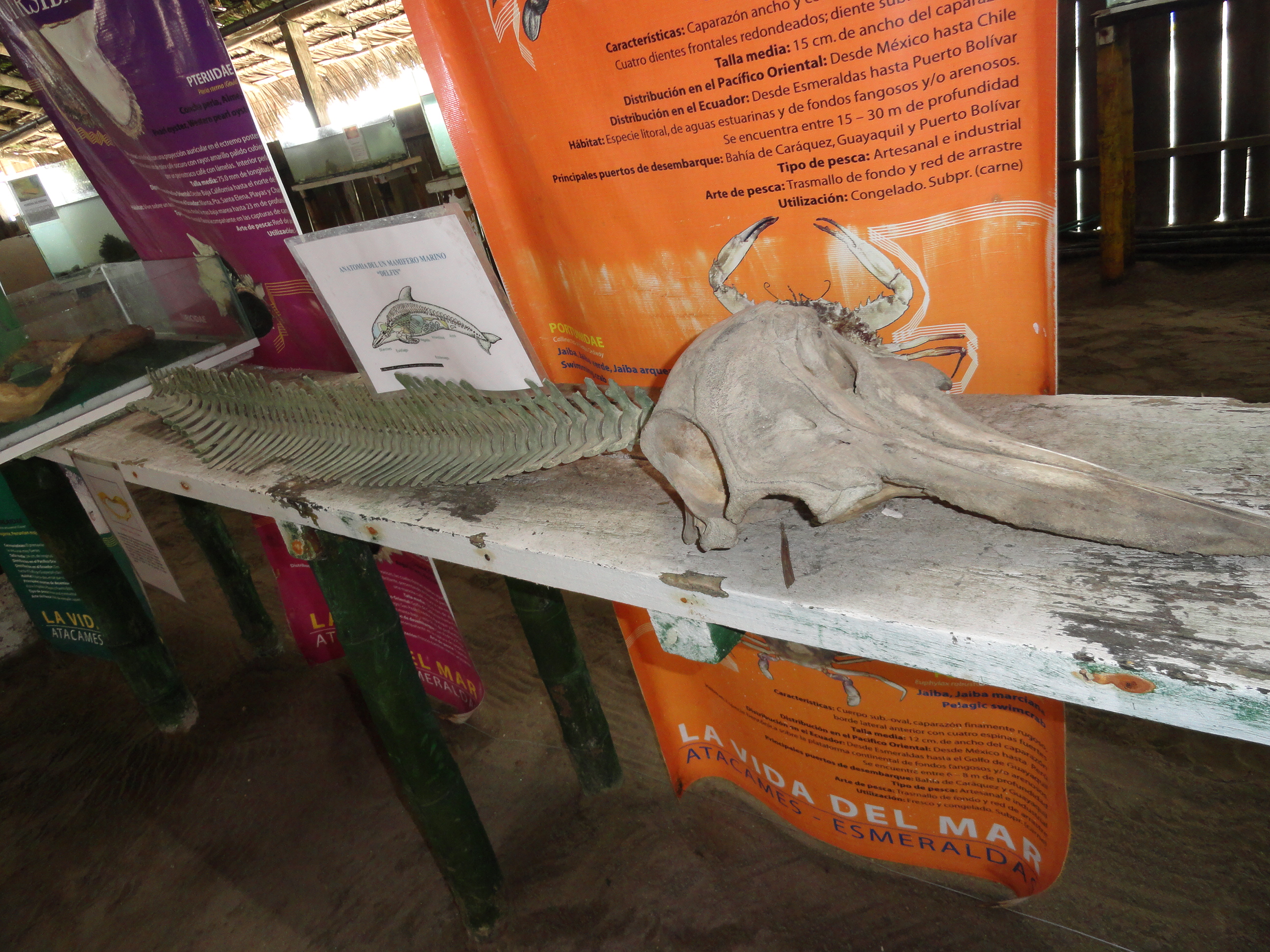 Foto: esqueleto de delfin - Atacames (Esmeraldas), Ecuador