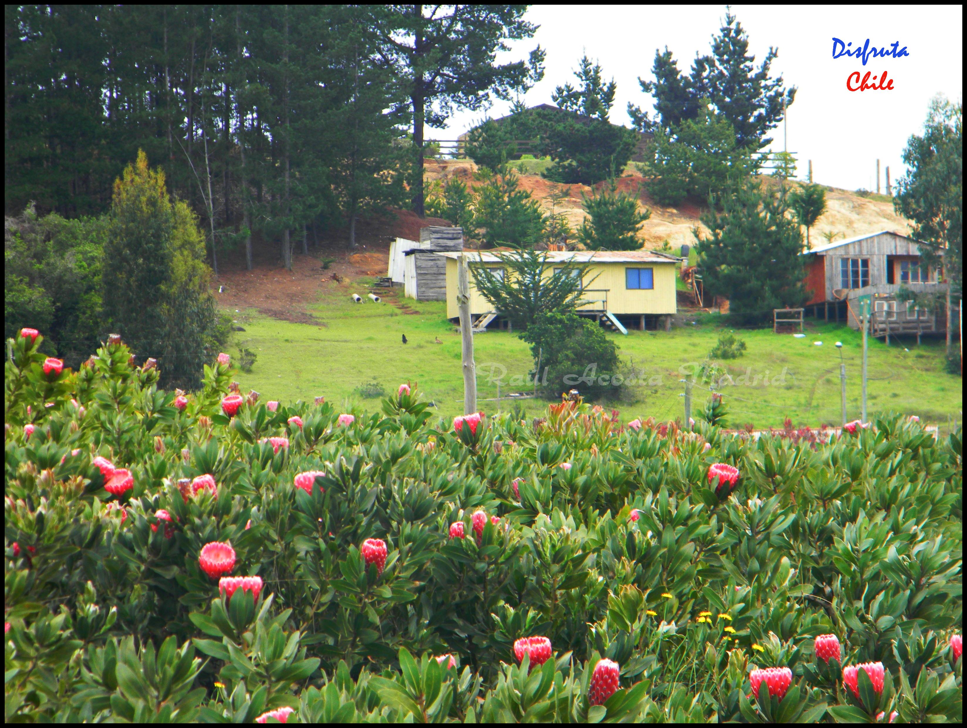 Foto: Proteas - Pichilemu (Libertador General Bernardo OʼHiggins), Chile