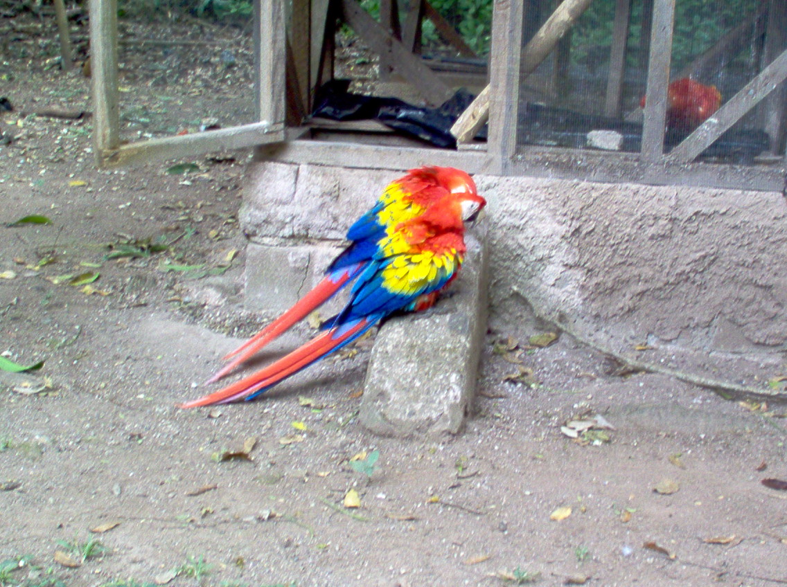 Foto de Santa Rosa de Copan (Copán), Honduras