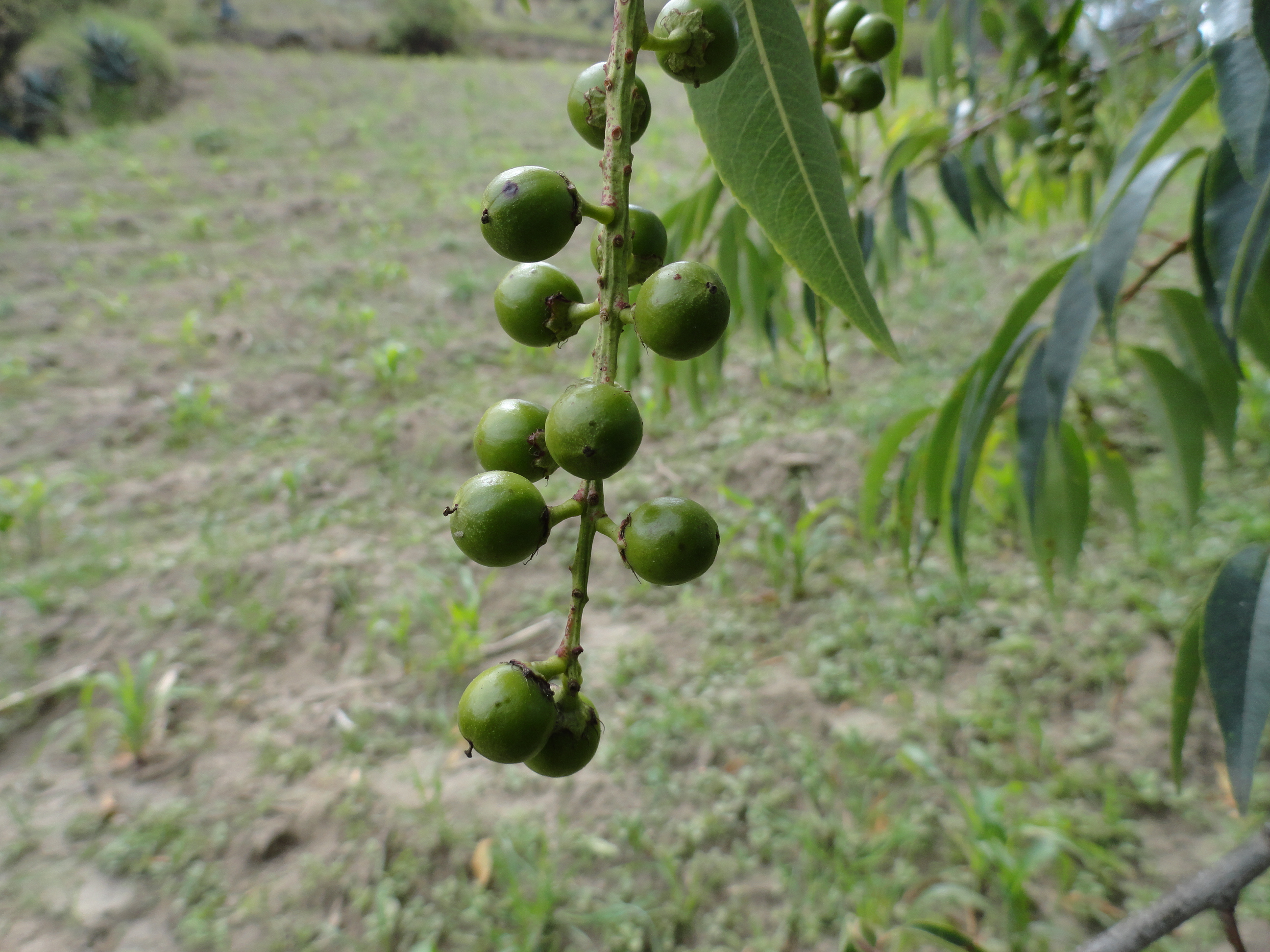 Foto: fruto de capuli madurandose. - Colta Cantón, Ecuador