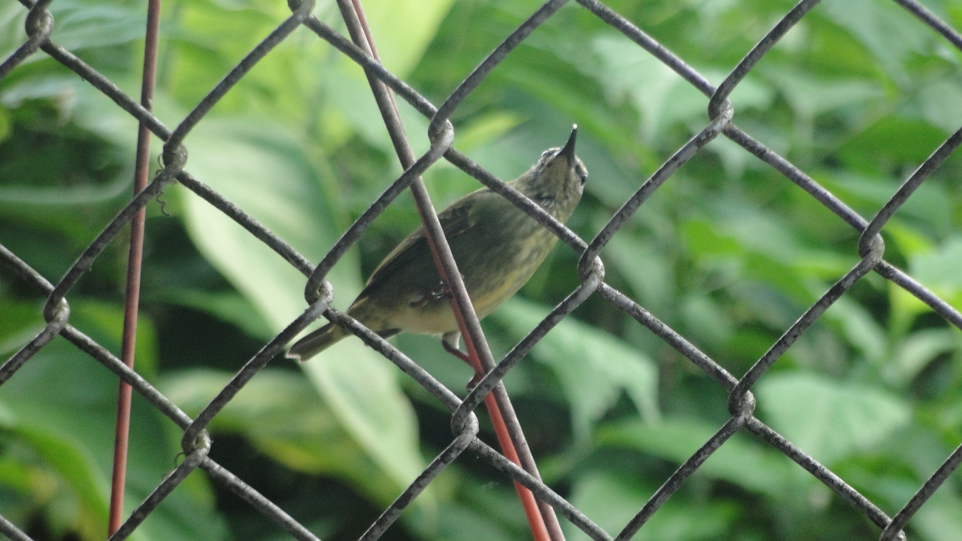 Foto: Aves - Upala (Alajuela), Costa Rica