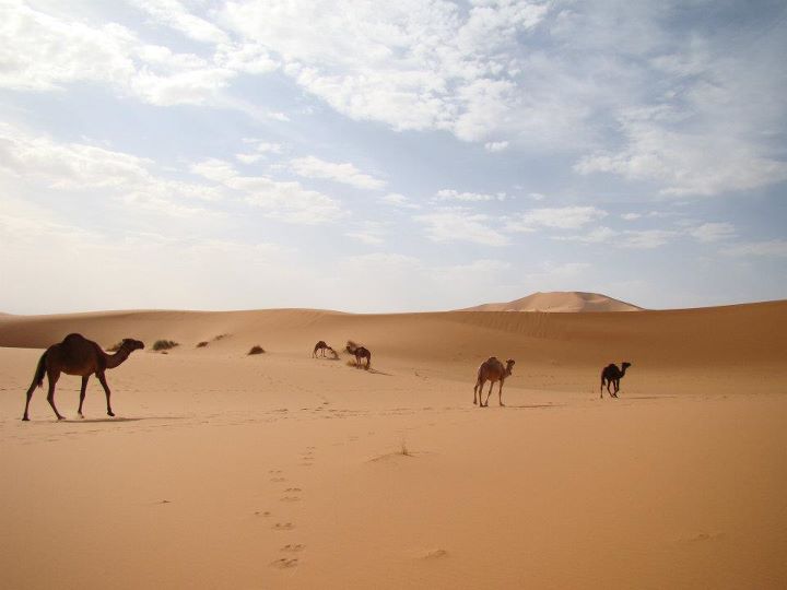 Foto: Cameloo - Merzouga, Marruecos