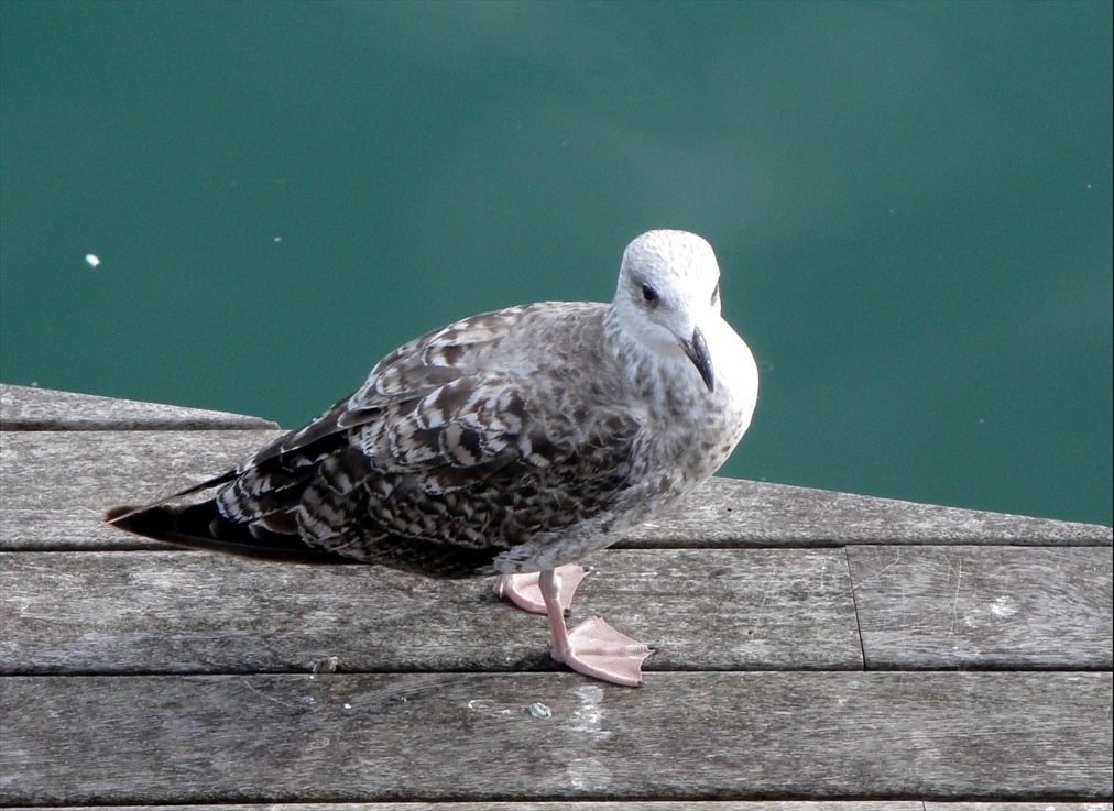 Foto: Gavines del Port - Barcelona (Cataluña), España