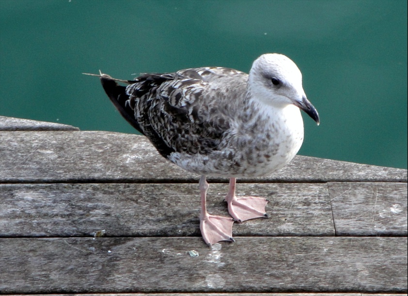 Foto: Gavines del Port - Barcelona (Cataluña), España