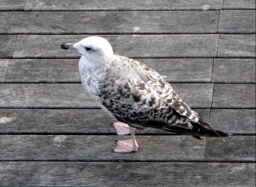 Foto: Gavines del Port - Barcelona (Cataluña), España
