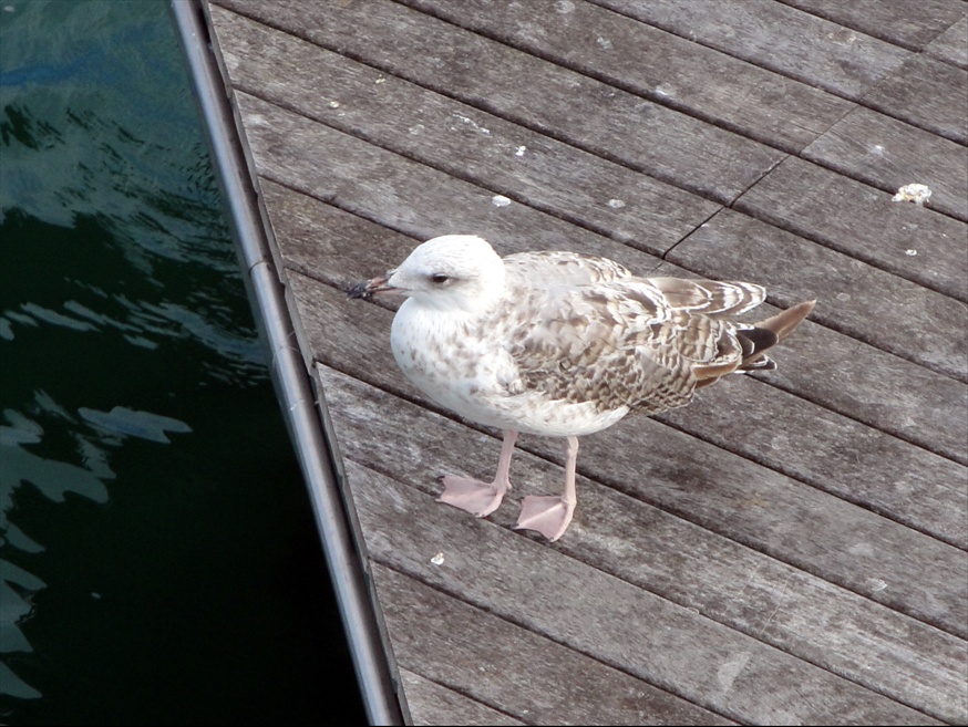Foto: Gavines del Port - Barcelona (Cataluña), España