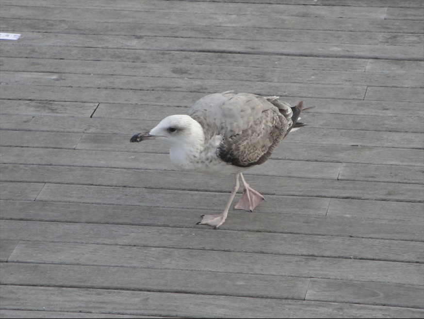 Foto: Gavines del Port - Barcelona (Cataluña), España