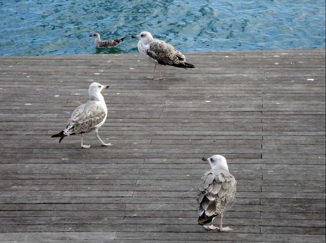 Foto: Gavines del Port - Barcelona (Cataluña), España