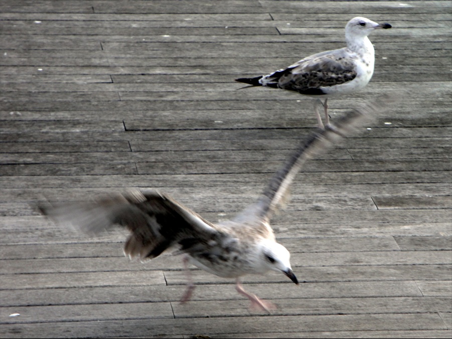 Foto: Gavines del Port - Barcelona (Cataluña), España