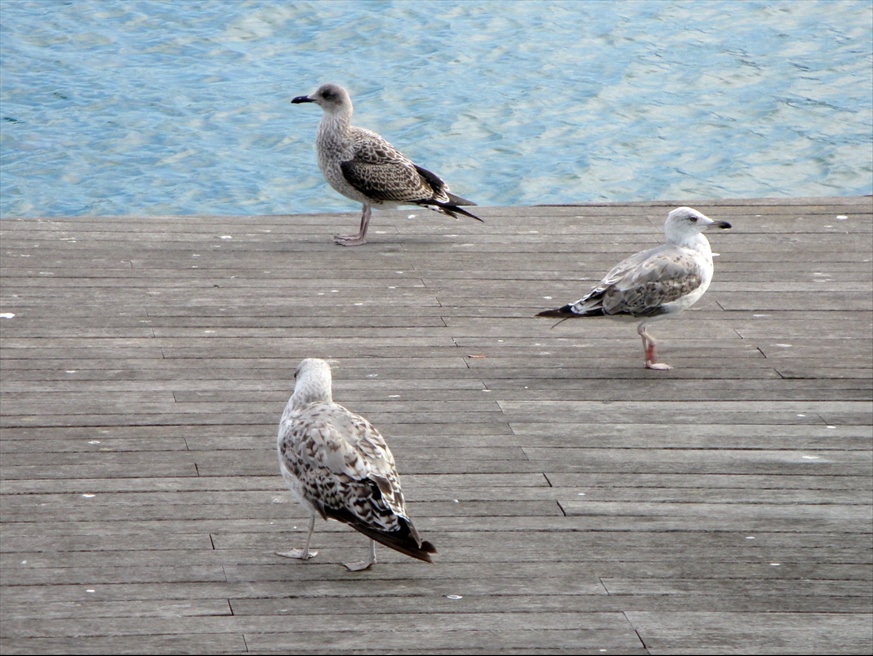 Foto: Gavines del Port - Barcelona (Cataluña), España