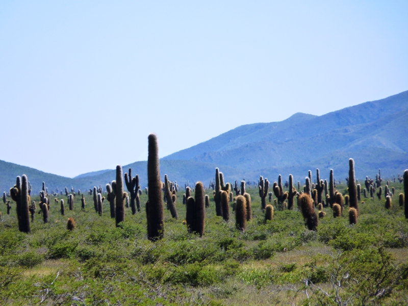 Foto: Parque Nacional Los Cardones. - Cachi (Salta), Argentina