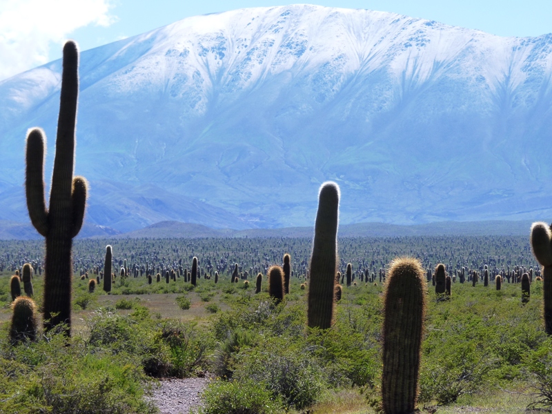 Foto: Parque Nacional Los Cardones. - Cachi (Salta), Argentina