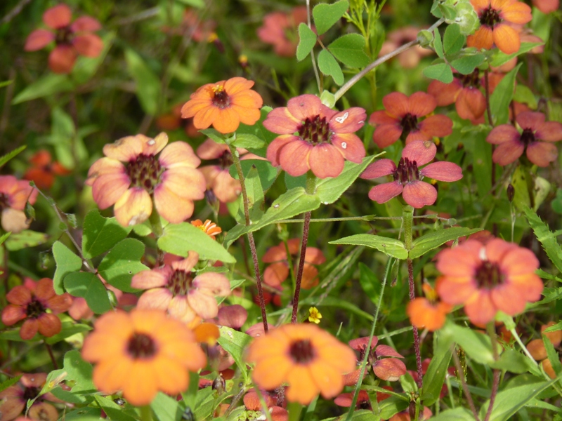 Foto de Cachi (Salta), Argentina